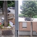 I tigli di via Sofia, tra maleducazione urbana, erronee potature e scarsa considerazione del verde pubblico