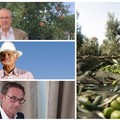 Fermiamo la distruzione dell’olivicoltura pugliese, urge l'adozione di misure strutturali