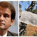 Xylella in provincia di Bari, Fitto attacca Emiliano: "Frutto del fallimento politiche agricole regionali "