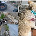 Cane di piccola taglia ferito da branco di randagi nella "terra di nessuno " della zona Pip