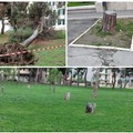 Alberi abbattuti e cura del verde: parole "pesanti " all'indirizzo dell'ecologista Nicola Montepulciano