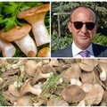 Raccolta funghi: un corso per il conseguimento dell'attestato che abilita alla richiesta del tesserino di raccolta