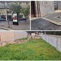 Alberi rinsecchiti in centro e nei parchi: Andria paga per gli anni di scarsa manutenzione