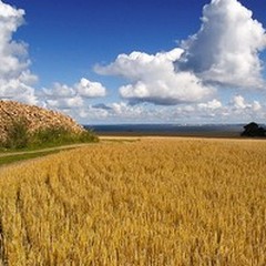 Grano, per Coldiretti «necessario che Bruxelles etichetti pane e pasta»