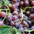 Cia Puglia: "Uva da tavola, crisi di sistema "