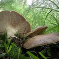 Parte la stagione della raccolta dei funghi sul territorio della Murgia