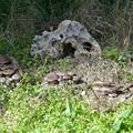 Fase 2 in Puglia: autorizzata la raccolta dei funghi o tartufi