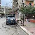 Nuove alberature per il quadrilatero di via Omero, via Trani, via Ennio e via Catullo