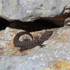 Parco Alta Murgia, via al censimento di rettili e anfibi