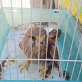 I volontari del Laboratorio verde "Fareambiente " di Andria, salvano un ghebbio ferito