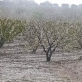 Danni a ciliegie, mandorli, albicocchi e vigneti a causa del clima di questa "pazza primavera "