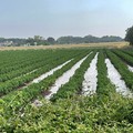 Dopo alluvioni ecco grandinata killer sui pomodori in campo