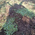 Grandine e vento sugli ulivi pugliesi, Loiodice: “Un disastro che mette a durissima prova sopravvivenza aziende agricole”