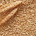 Prosegue la mobilitazione di Coldiretti a tutela del nostro grano