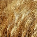 Guerra in Ucraina: crollati i prezzi del grano. In Puglia è costato produrlo 300€/ad ettaro in più