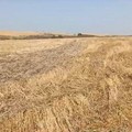Murgia sempre nelle attenzioni della malavita: adesso si  "rubano " interi campi di grano