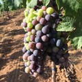 Siccità, vendemmia 2017: raccolta anticipata almeno di una settimana