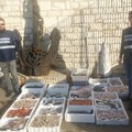 Bat, denunce e sequestro di pesce da parte della Capitaneria di Porto