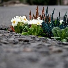 Guerrilla Gardening, il M5S pianta alberi in via Matteotti