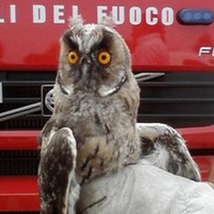 Scuola “G.Verdi”, salvato un piccolo gufo dalla Federiciana