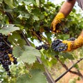 Settore vitivinicolo: quasi 30 mln di euro assegnati alla Puglia