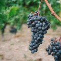 L'Unione Europea concede proroga per nuovi impianti vigneti