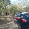 Ritrovato nelle campagne murgiane automezzo rubato a Sannicandro di Bari