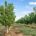 Malattie delle piante: quanto costano all'agricoltura italiana e come fermare le perdite con Plantvoice