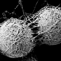 Il fungo anti-cancro