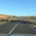 In Puglia 310 incidenti stradali nel 2019 per colpa dei cinghiali