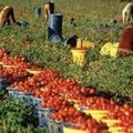 Lavoratori immigrati, proroga permessi di soggiorno al 31 luglio 2021