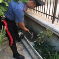 Nascondevano la marijuana nel giardino: arrestati tre incensurati