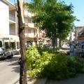 Potatura alberi: divieti al traffico su Via Bruno Buozzi dal 12 al 15 e dal 19 al 22 marzo
