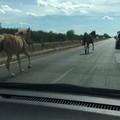 Cavalli scappano da maneggio e percorrono la sp 231