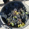 Vendemmia nelle province di Bari-Bat, Cia Levante: “La peggiore annata degli ultimi 40 anni”