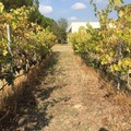 Enoturismo in Puglia: un moltiplicatore di ricchezza con un aumento potenziale del 20% di turisti