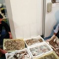 Operazione “ferragosto sicuro” della Guardia Costiera: al setaccio la filiera ittica