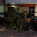 Via Bari, dopo la caduta dell'albero arriva la potatura