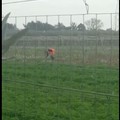 Video spopola in rete: operatore ecologico intento a raccogliere verdura
