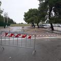 Rimosso l'albero caduto nei pressi della scuola elementare "Aldo Moro "