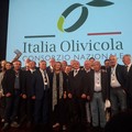 Allarme per il settore olivicolo: il 75% dei campi ancora senza interventi