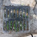 Andria, tombino ostruito da terriccio e fogliame: rischio allagamenti
