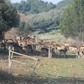 Richiesta di accesso agli atti per la procedura di “valorizzazione della azienda agricola Papparicotta”