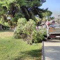 Un albero per amico, la Multiservice all'Orto Botanico al Santuario di Santa Maria dei Miracoli