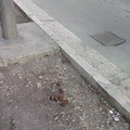 Le strade di Andria invase da deiezioni canine e nessuno controlla
