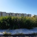 Erbacce altissime e sporgenti sulla strada: il quartiere San Valentino lancia l'allarme