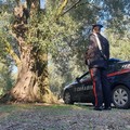 Furto di olive, 3 persone denunciate dai Carabinieri di Andria