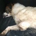 Ad Andria un residente spara e ferisce un cane randagio