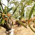 Clima torrido e persistente siccità provocano gravi danni all’agricoltura pugliese