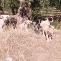 Emergenza randagismo, Forum Animalista Andria: «Il Comune disattende gli impegni assunti»